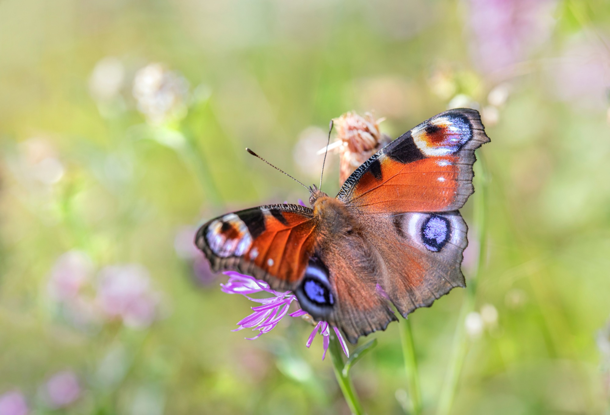 Insecten en natuur